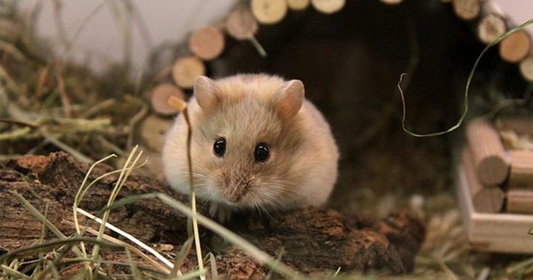 Cách giúp chuột hamster giải quyết các vấn đề về sức khỏe