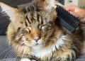 Hướng dẫn về việc nuôi dưỡng và chăm sóc Maine Coon