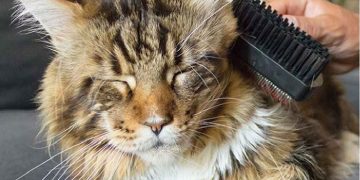 Hướng dẫn về việc nuôi dưỡng và chăm sóc Maine Coon
