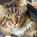 Hướng dẫn về việc nuôi dưỡng và chăm sóc Maine Coon