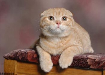 Cách chăm sóc da và lông của mèo Scottish