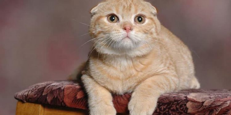 Cách chăm sóc da và lông của mèo Scottish