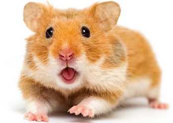 Cách chọn mua chuột hamster phù hợp