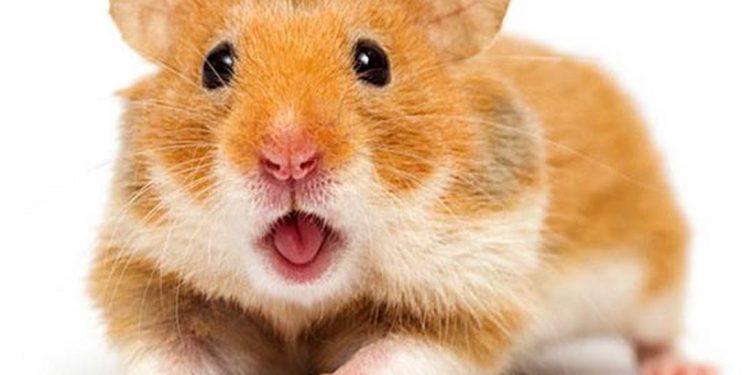 Cách chọn mua chuột hamster phù hợp