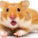 Cách chọn mua chuột hamster phù hợp