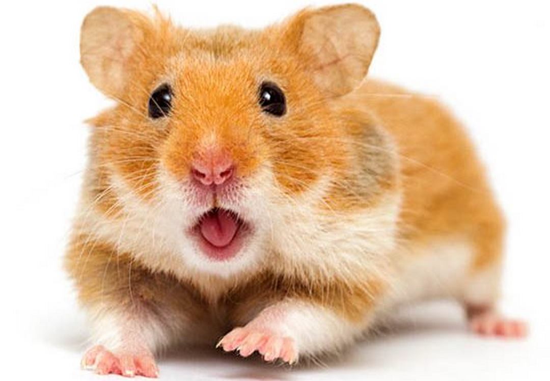 Cách chọn mua chuột hamster phù hợp
