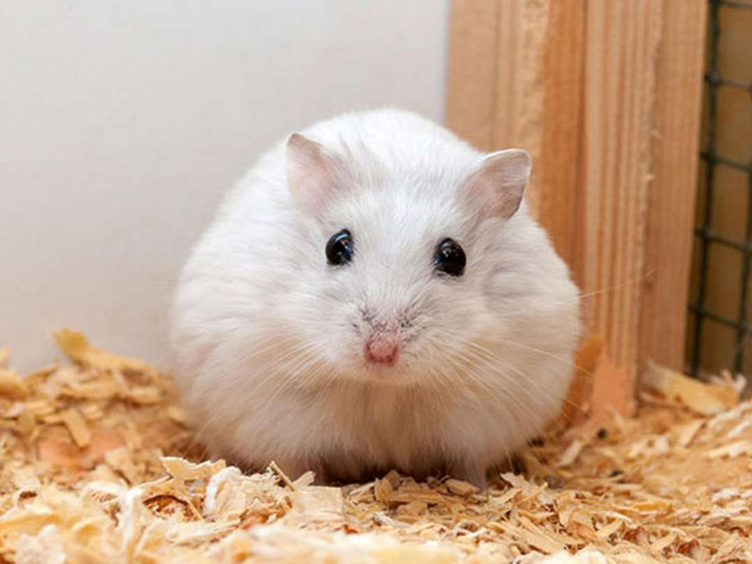 Cách giữ cho chuột hamster khỏe mạnh