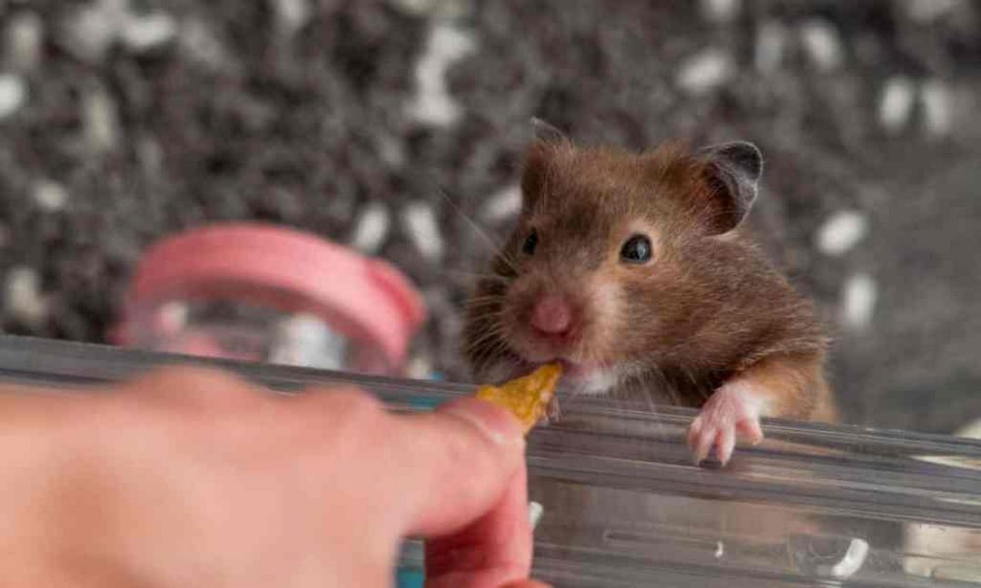 Cách chăm sóc và nuôi dưỡng chuột hamster