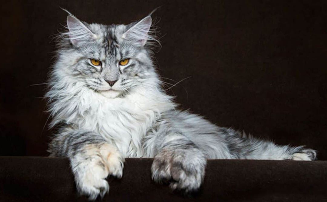 Cách chọn mèo Maine Coon phù hợp với bạn