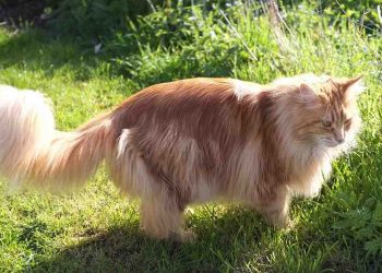Các biện pháp nuôi dưỡng mèo Maine Coon