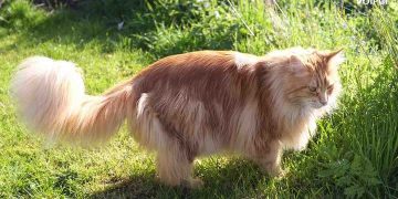 Các biện pháp nuôi dưỡng mèo Maine Coon