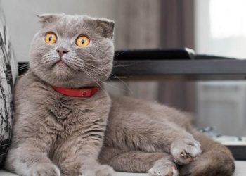 Cách Chọn Mèo Scottish Phù Hợp Với Bạn