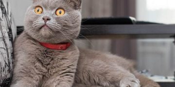 Cách Chọn Mèo Scottish Phù Hợp Với Bạn