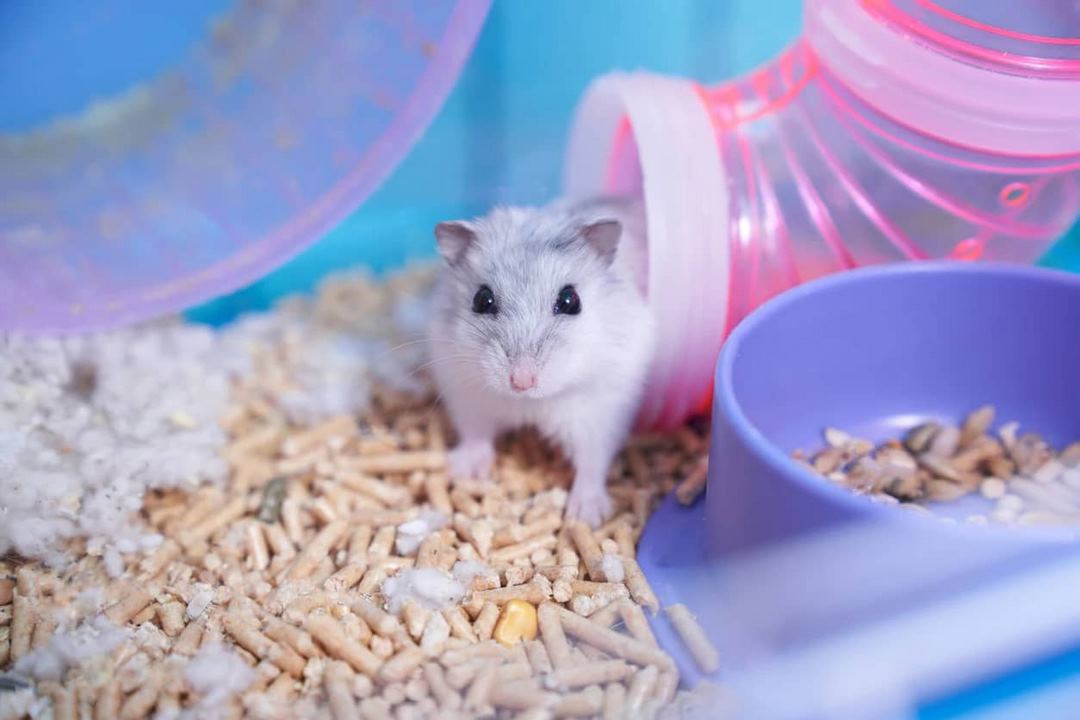 Giá chuột hamster campell