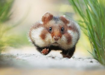 Giá chuột hamster bear