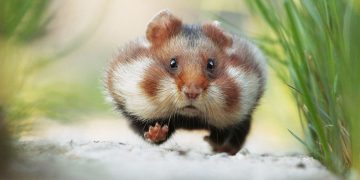 Giá chuột hamster bear