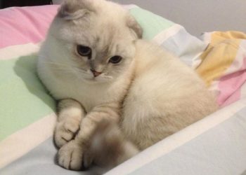 Giới Thiệu Về Mèo Scottish