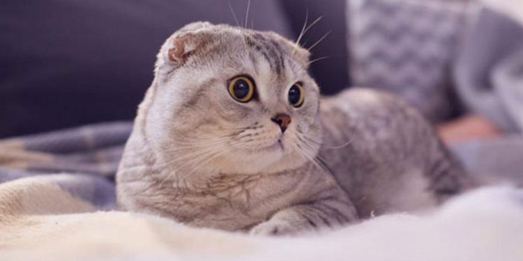 Phân loại mèo scottish