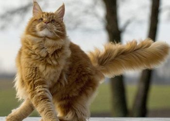 Nguồn gốc của Mèo Maine Coon
