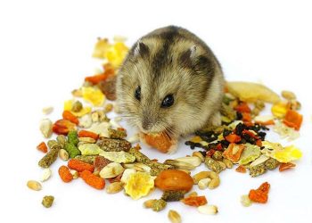 Các loại thức ăn của chuột hamster