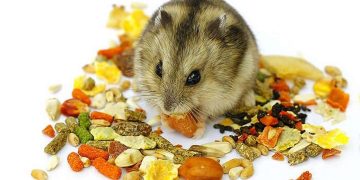 Các loại thức ăn của chuột hamster