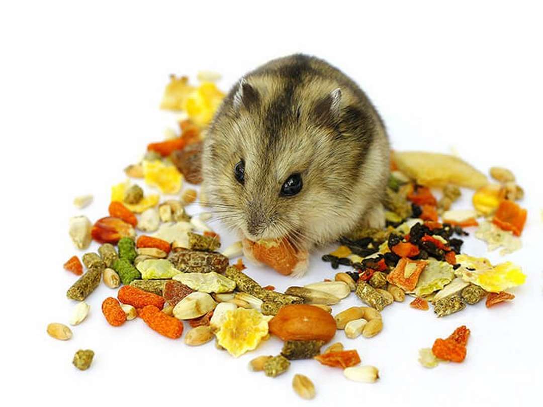 Các loại thức ăn của chuột hamster