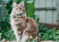 Tính Cách Mèo Maine Coon