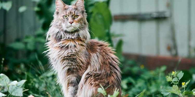 Tính Cách Mèo Maine Coon