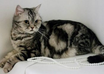 Cách Chăm Sóc Mèo Scottish