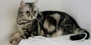 Cách Chăm Sóc Mèo Scottish