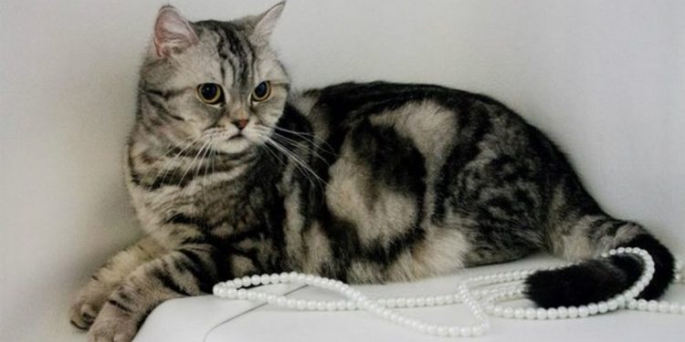 Cách Chăm Sóc Mèo Scottish